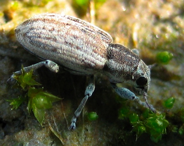 Sitona humeralis a Pavia